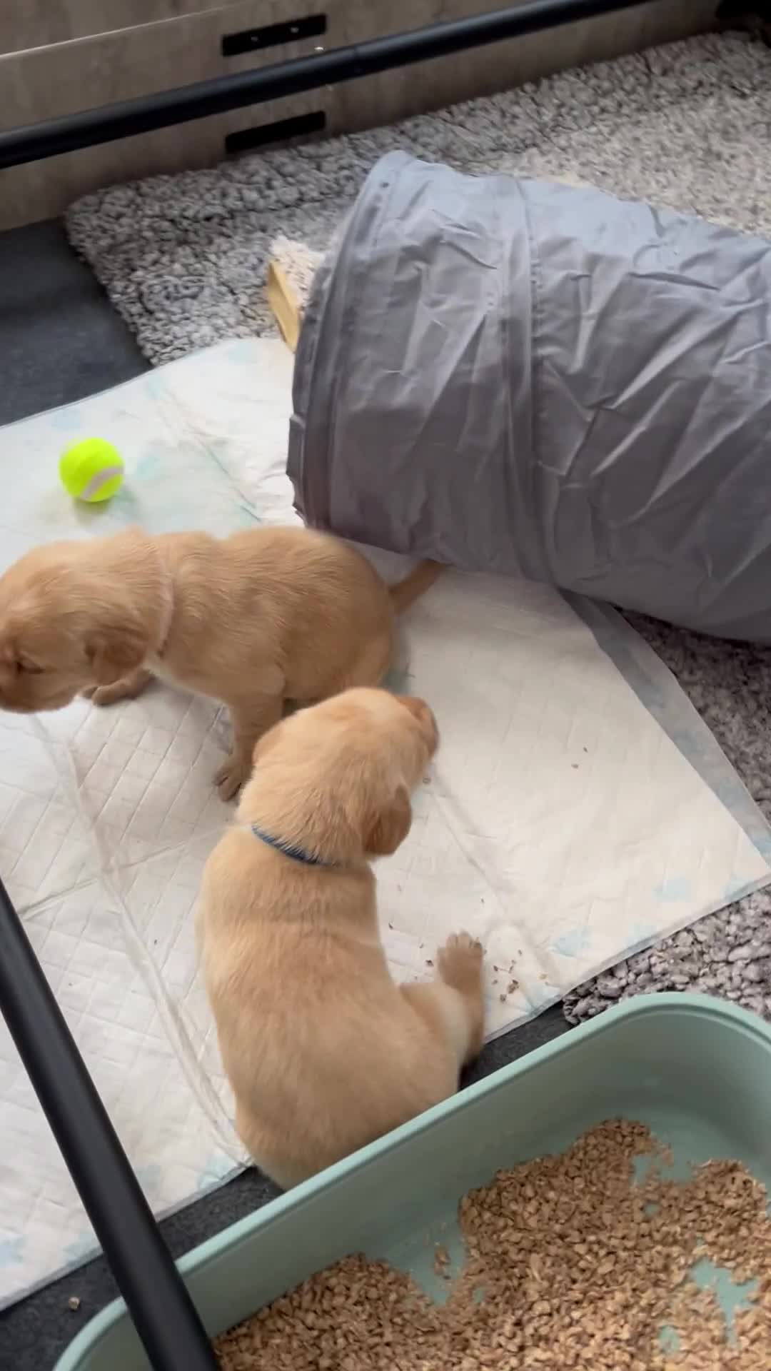 Labrador Retriever dogs for sale: Beautiful Labrador Puppies  - Video 2