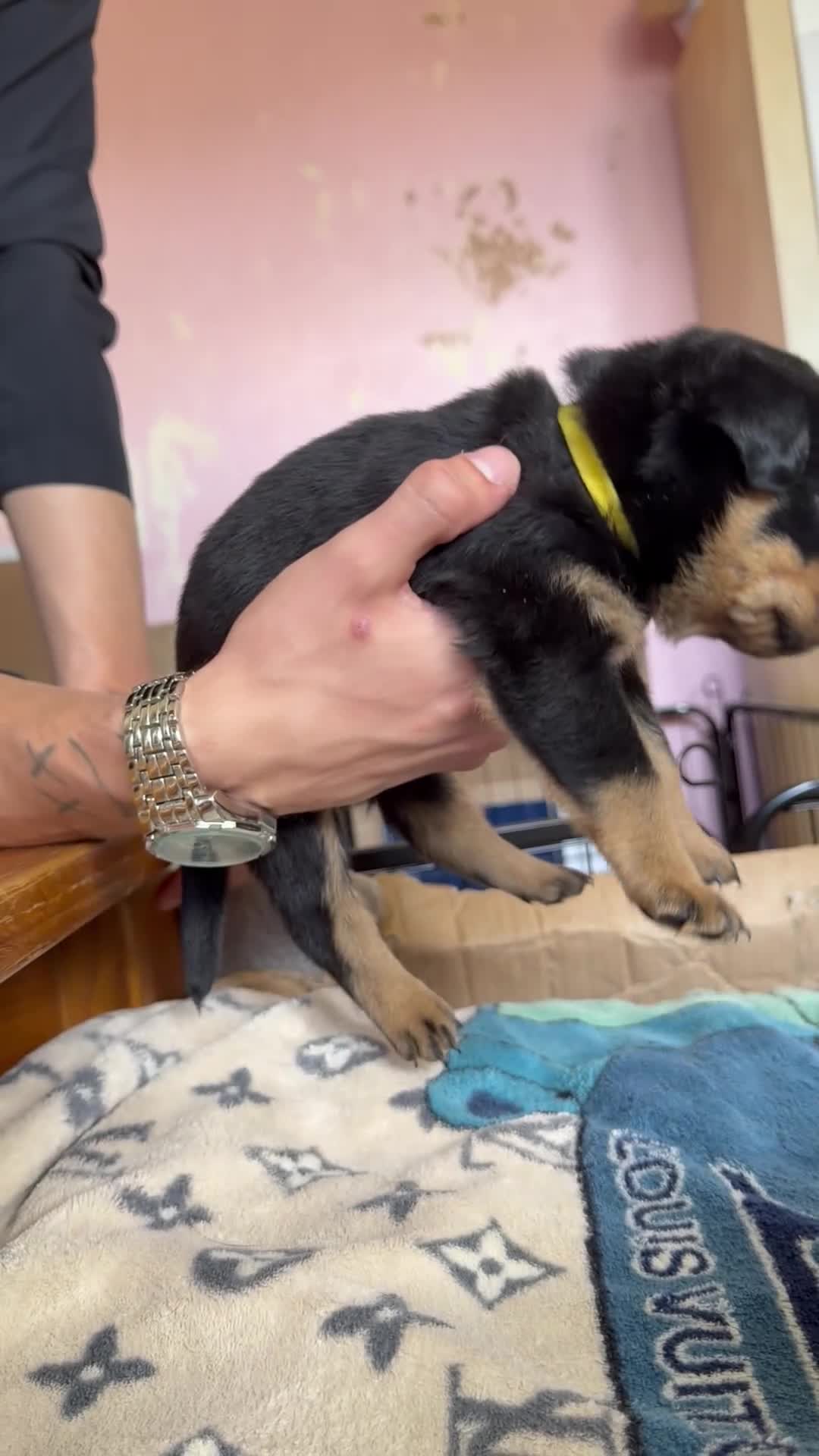 Rottweiler dogs for sale: 5 Rottweiler puppies for sale  - Video 3