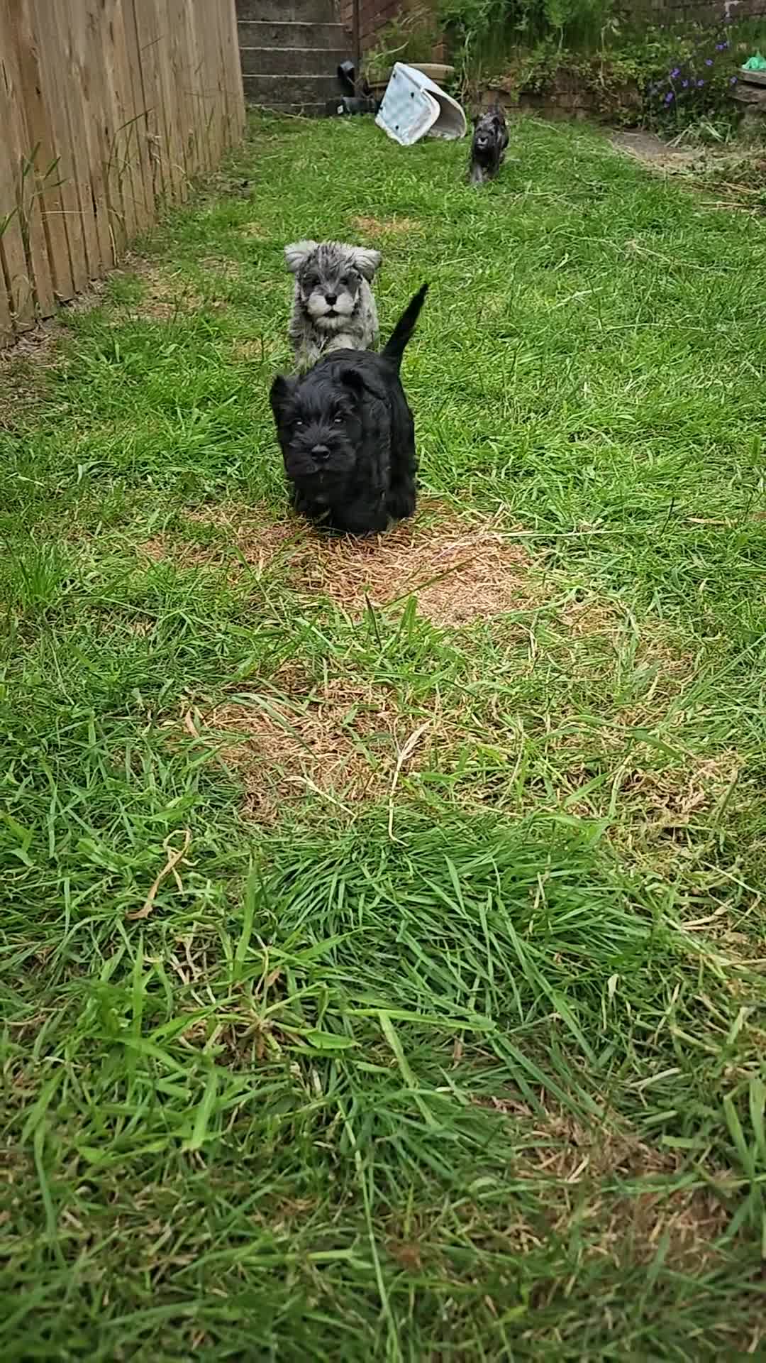 Miniature Schnauzer dogs for sale:  KC reg Miniature Schnauzer pups   - Video 3