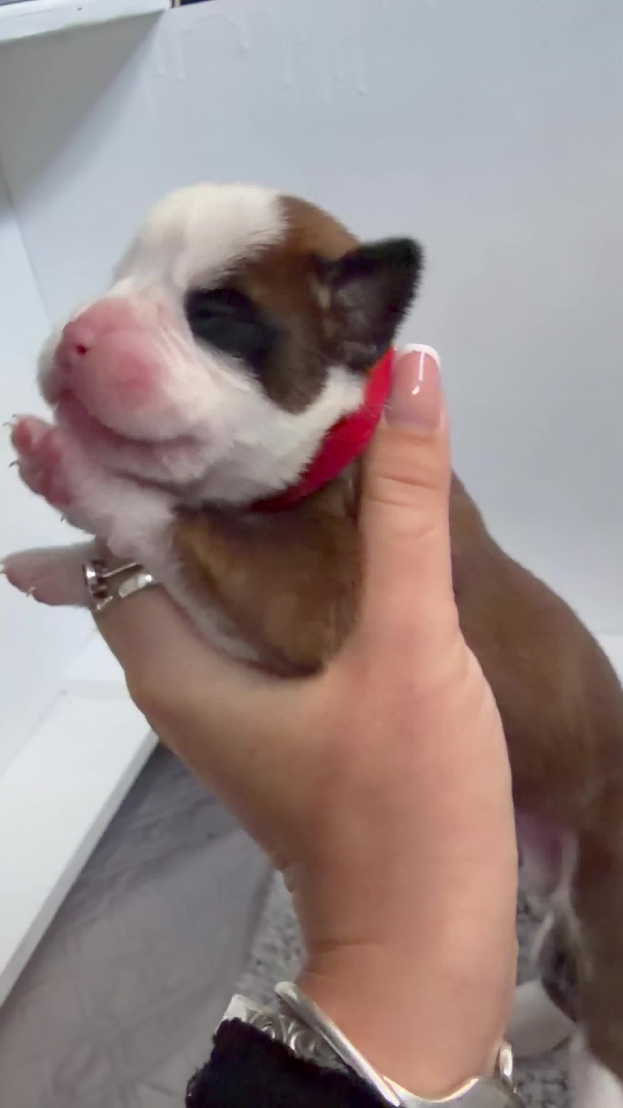 Boxer dogs for sale: Beautiful Boxer Puppies - Video 1