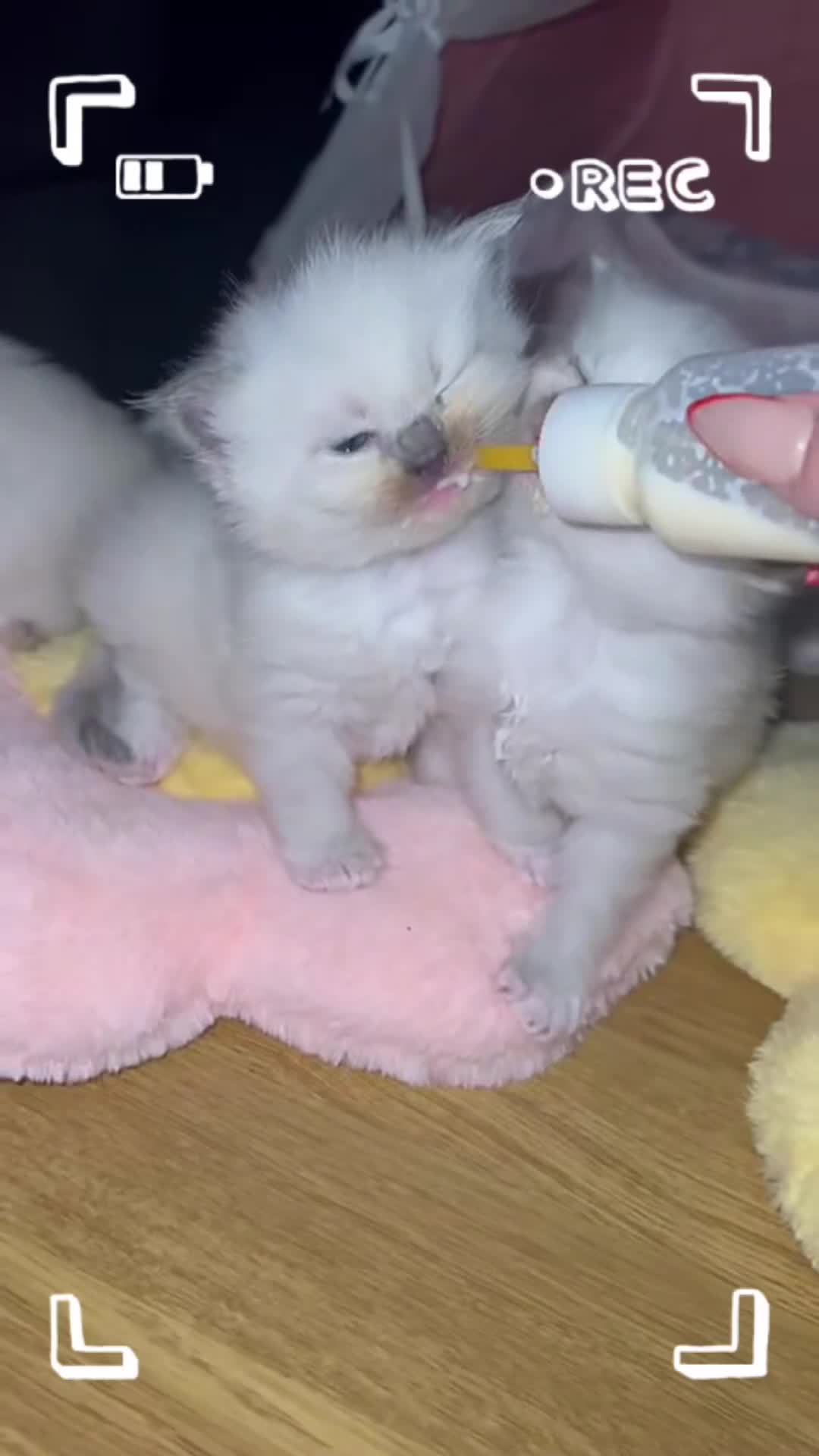 Ragdoll cats for sale: Ragdoll kittens available  - Video 5