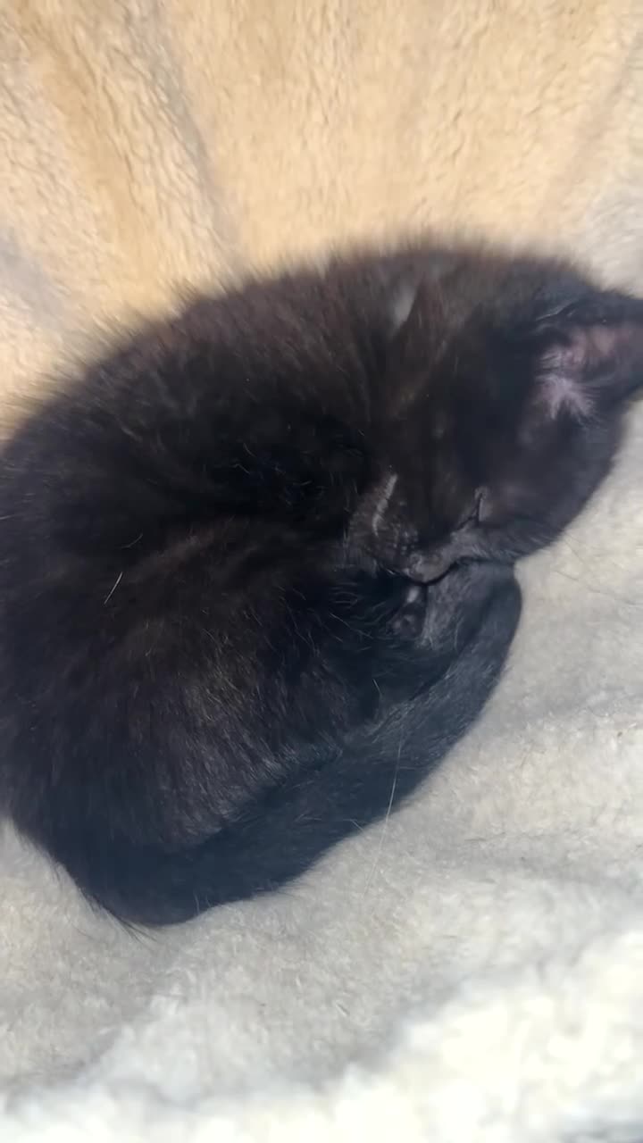 Mixed Breed cats for sale: 1 male kitten available  - Video 1