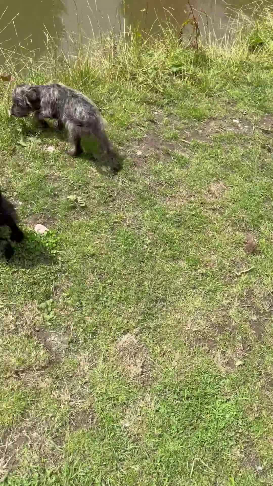 Labradoodle dogs for sale: Miniature labradoodles  - Video 2