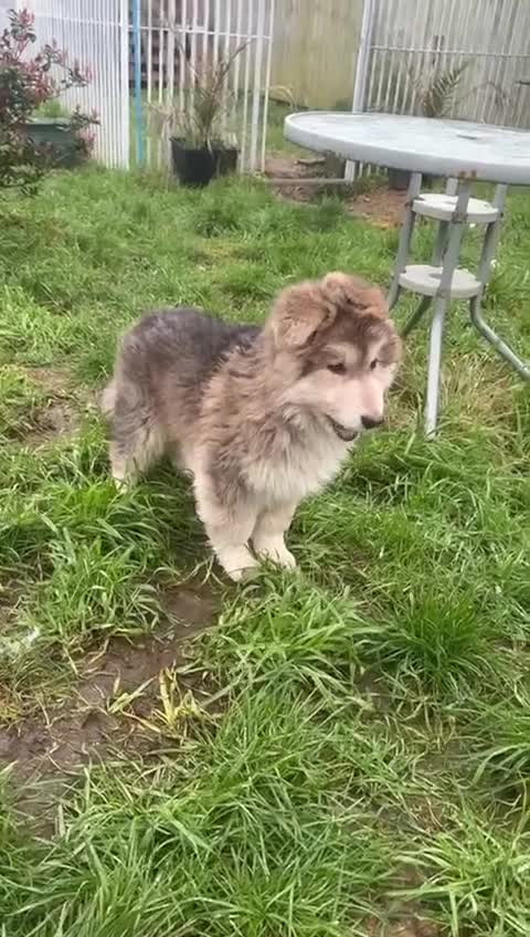 German Shepherd dogs for sale: Otto 🐾 - Video 2