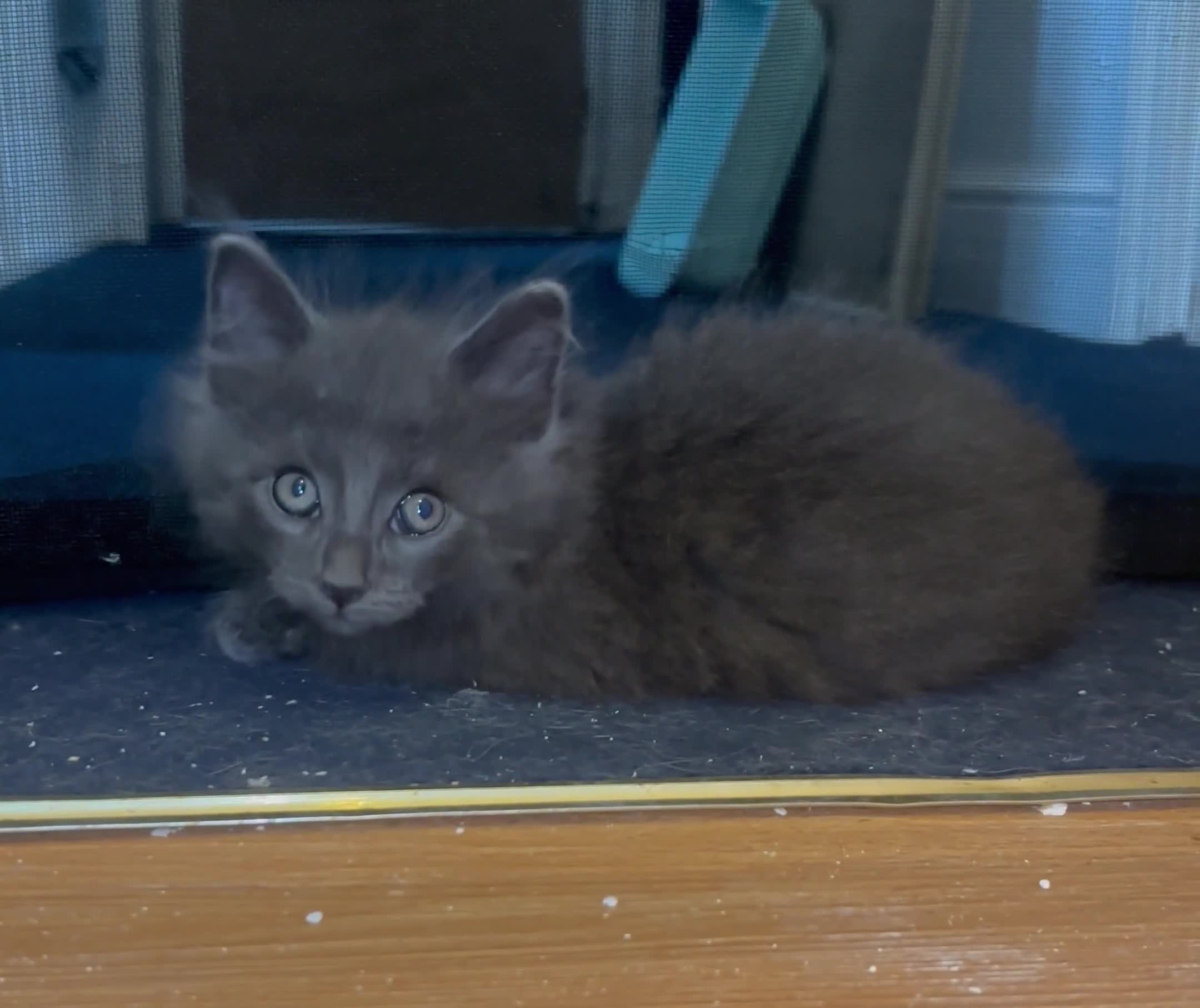 Mixed Breed cats for sale: Two beautiful litters 2 days apart  - Video 1