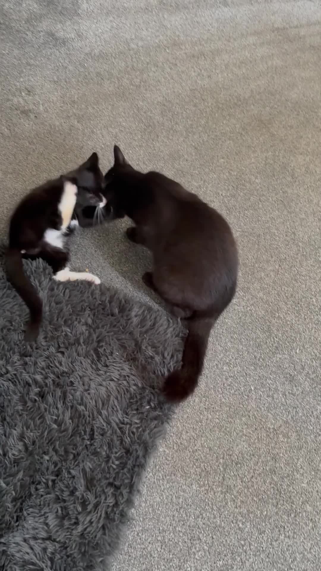 Mixed Breed cats for sale: Kittens  - Video 1