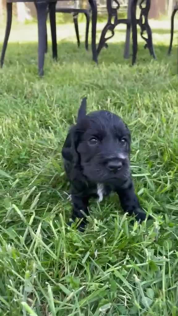Cocker Spaniel dogs for sale: Beautiful Show Cocker Spaniel Boy in Lincoln - Video 1