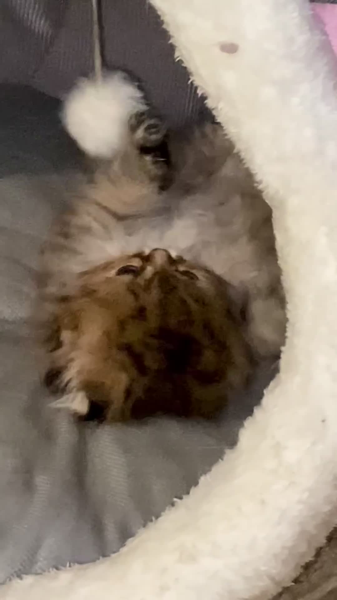 Persian cats for sale: Golden Persian chinchilla kittens  - Video 2