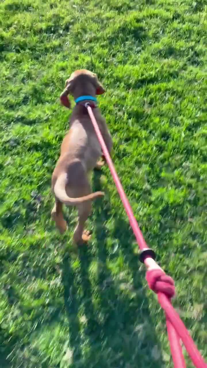 Hungarian Vizsla dogs for sale: Beautiful girl - Video 1