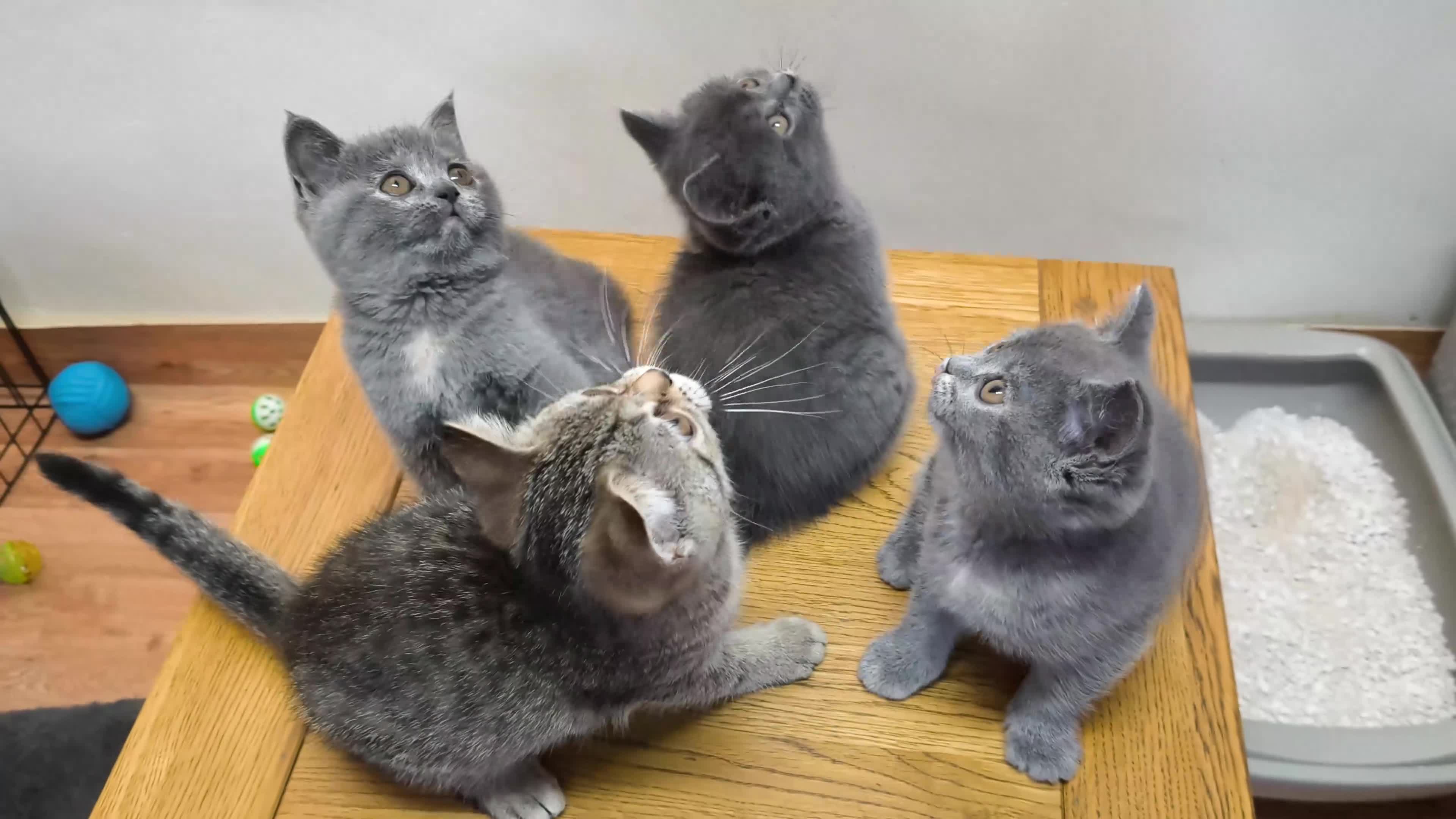 British Shorthair cats for sale: British Shorthair Kittens Imported Parents  - Video 2