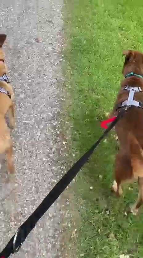 Mixed Breed dogs for adoption: 💙🐶 KAI & ❤️GERDA- BONDED AND SIMPLY PERFECT in Retford - Video 3