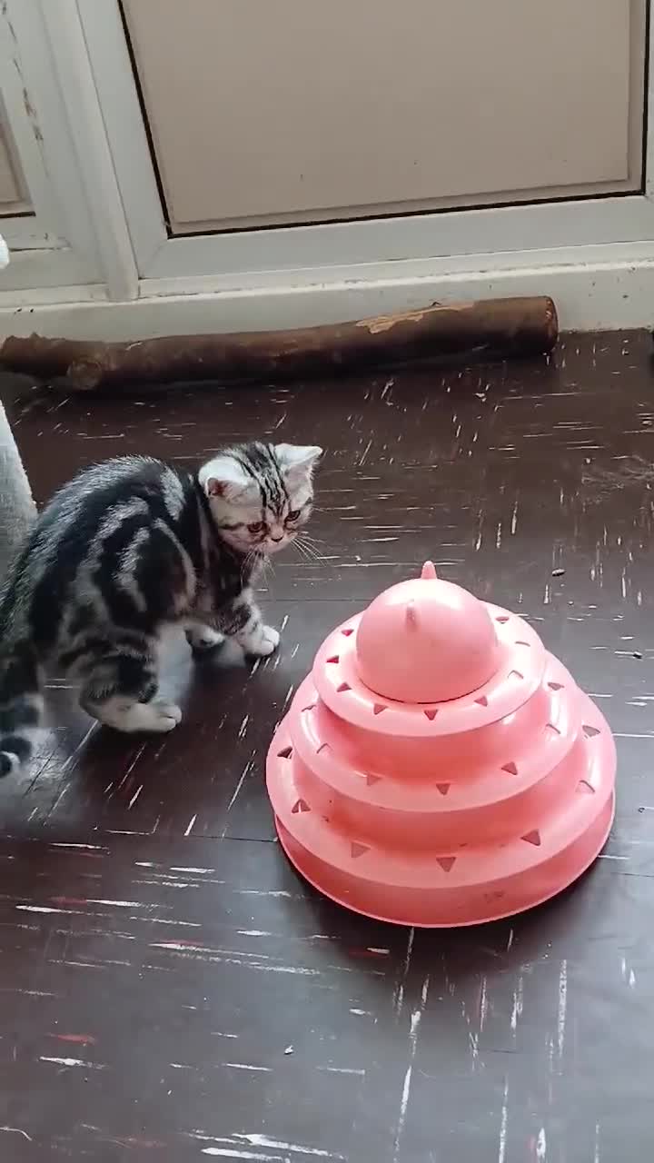 British Shorthair cats for sale: Bsh.Silver Classic Tabby girl. GCCF. - Video 2