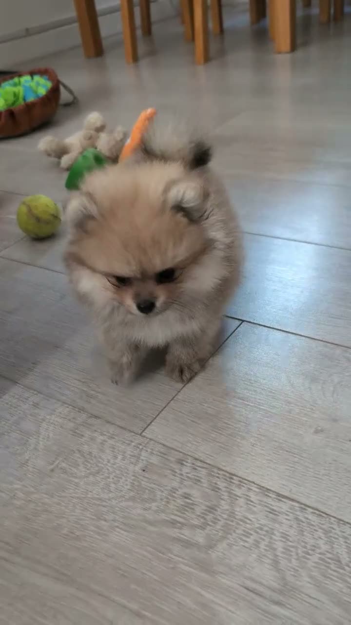 Pomeranian dogs for sale: Beautiful Tiny Teddy-Faced Girl, Croydon  - Video 1