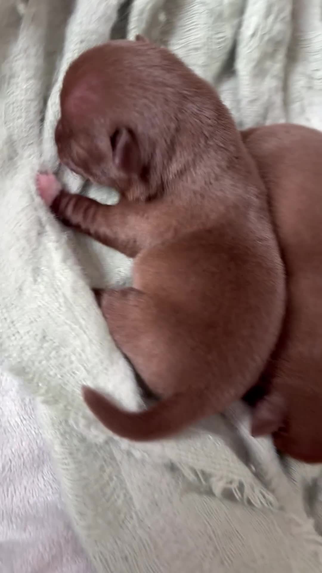 Chihuahua dogs for sale: 💕Stunning chihuahua pups 💕 - Video 3