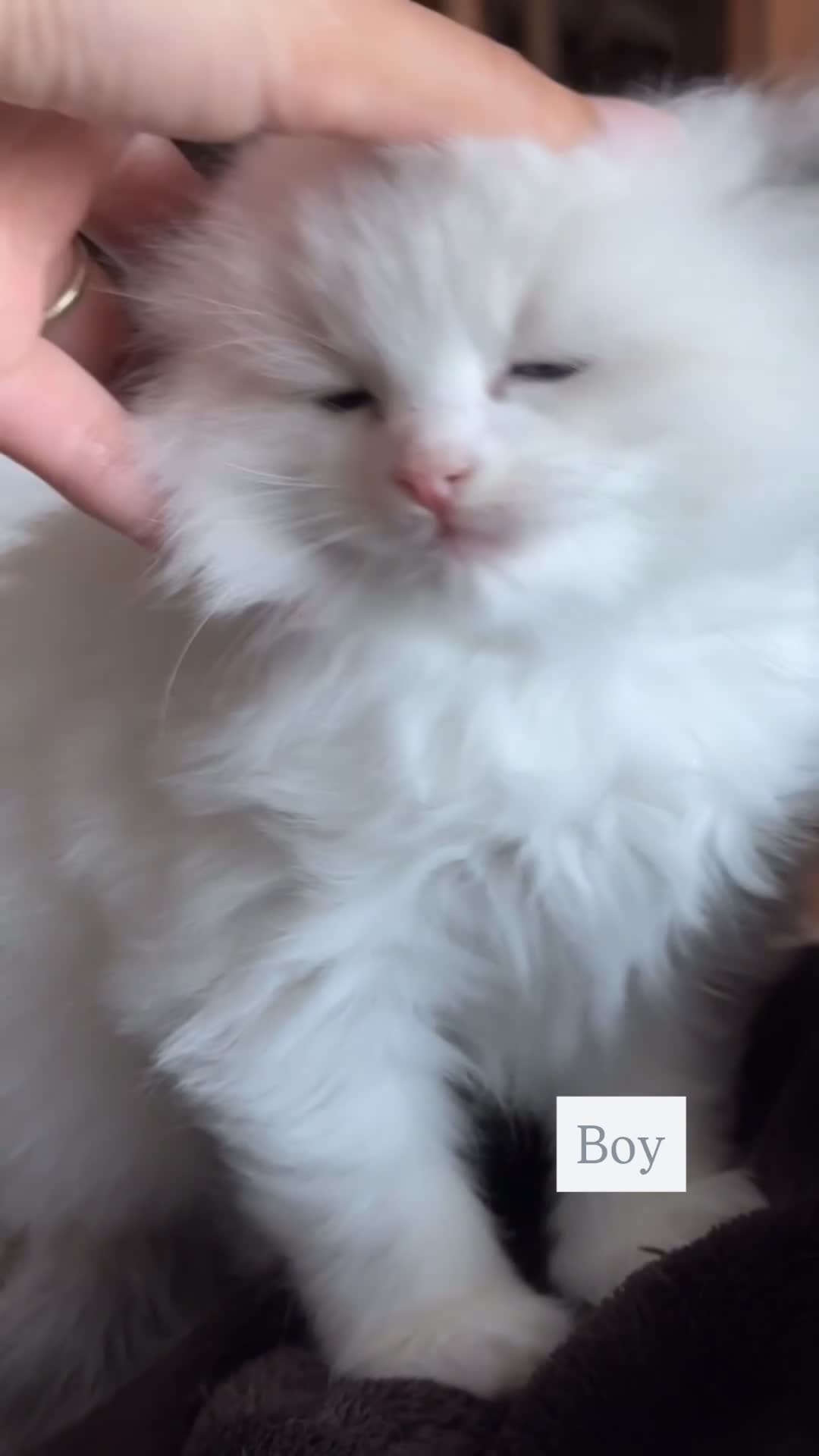 Ragdoll cats for sale: Purebred Ragdolls – Ready to Reserve Now 🍼 - Video 3