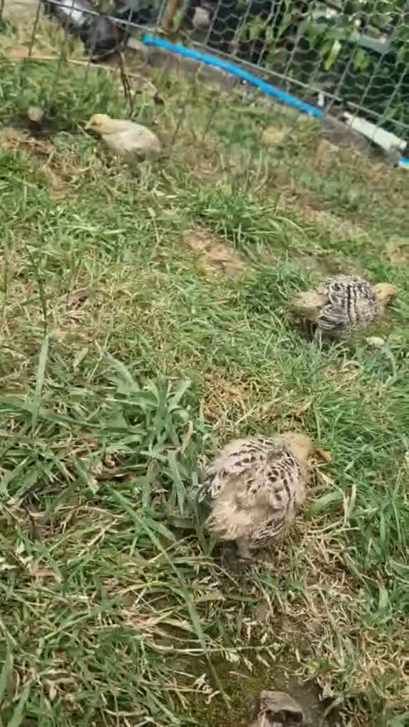 Quail poultry for sale: 🥚🐣 COTURNIX QUAIL EGGS FOR SALE! 🐣🥚 in Derby - Video 1