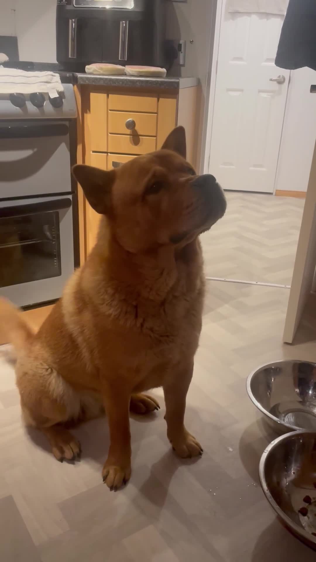 Mixed Breed dogs for sale: Chow chow cross Rottweiler  - Video 1
