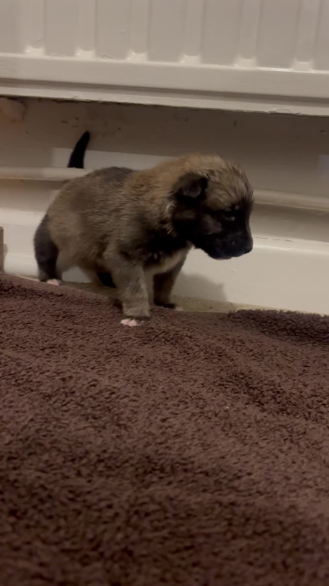 Mixed Breed dogs for sale: 6 weeks old Mali x Akita pups! - Video 1