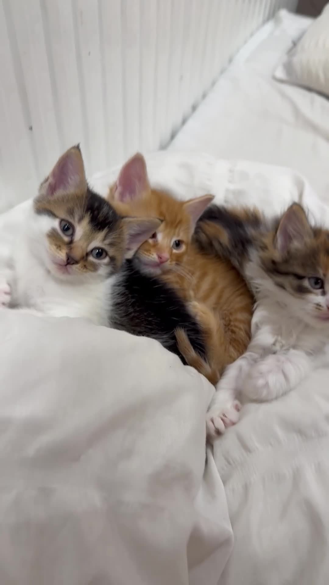 Mixed Breed cats for sale: Cute kitten  - Video 1