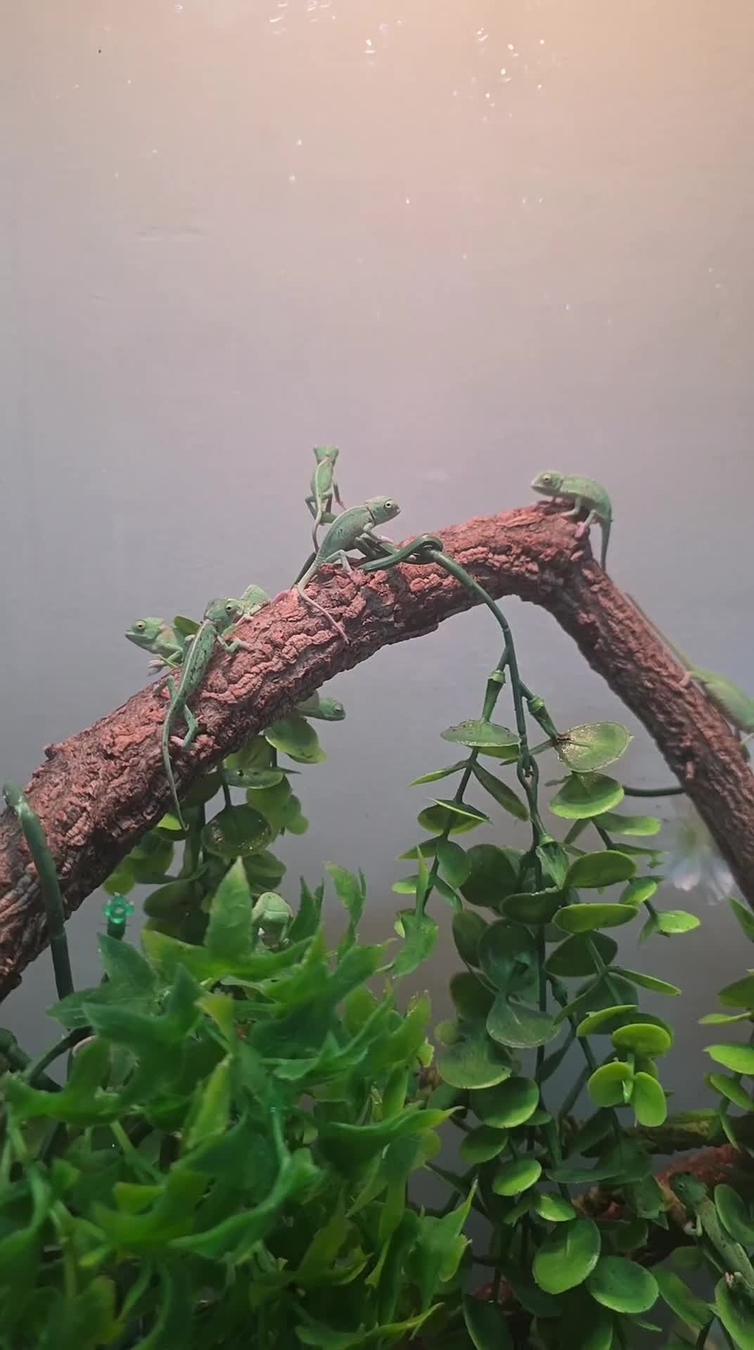 Chameleon reptiles for sale: Baby pied chameleons  - Video 1