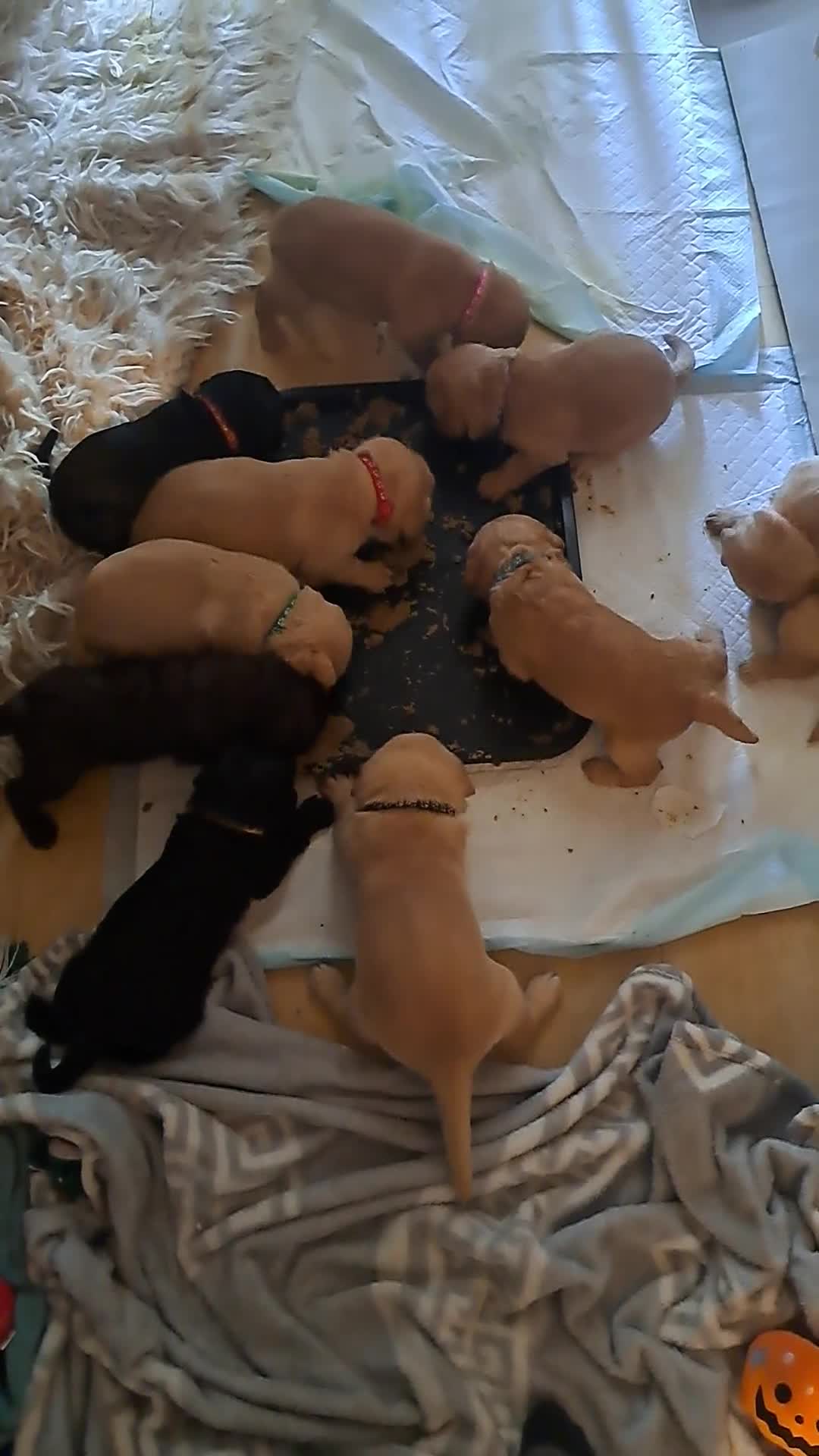 Labradoodle dogs for sale: Labradoodle puppies  - Video 1