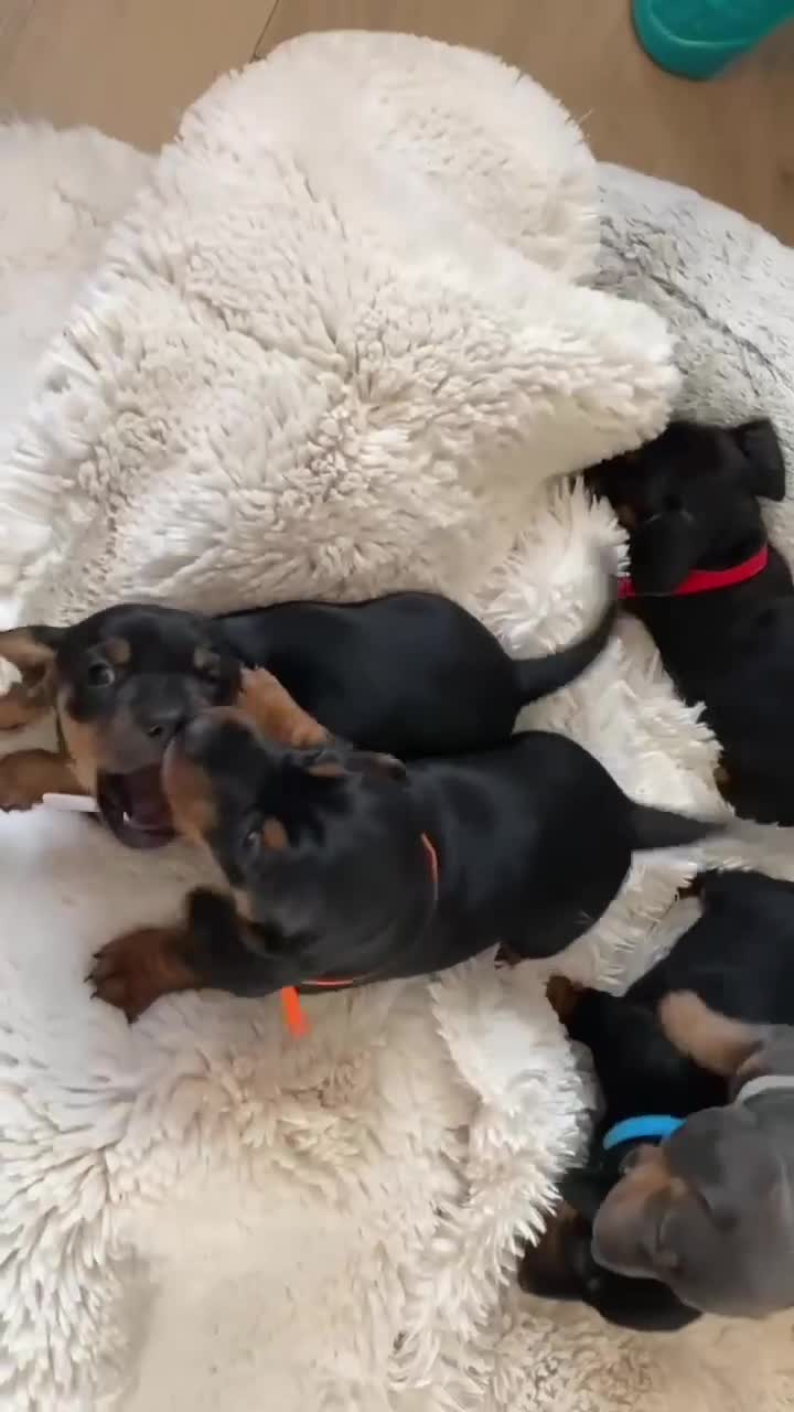Miniature Dachshund dogs for sale: Beautiful miniature dachshund litter  - Video 3