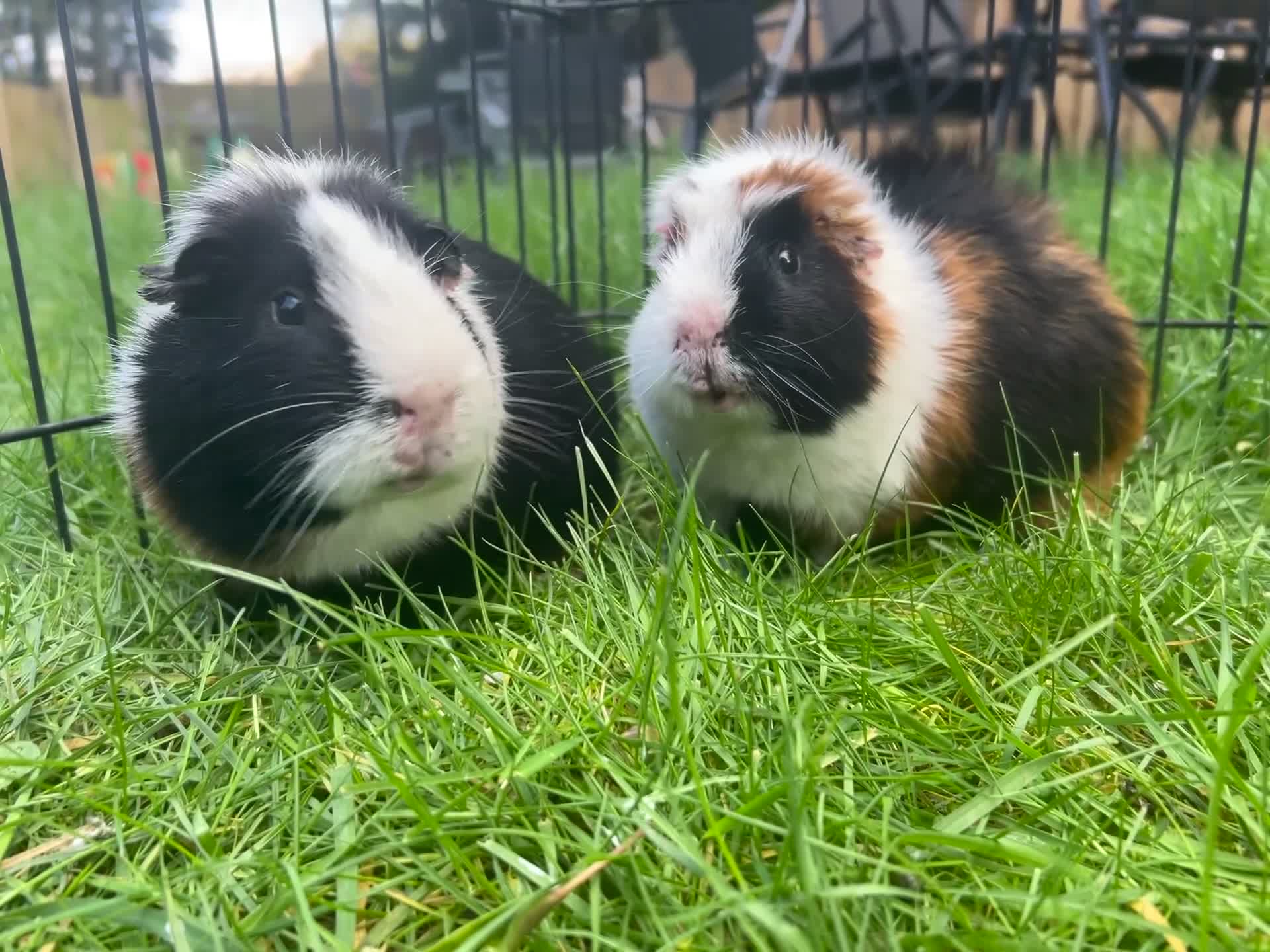 Guinea Pig rodents for sale: Hawk & Panda  - Video 2