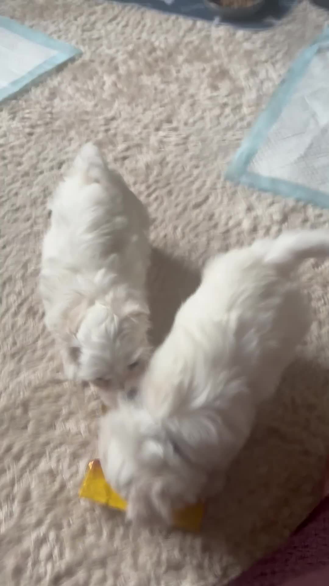 Maltese dogs for sale: Maltese babies - Video 1