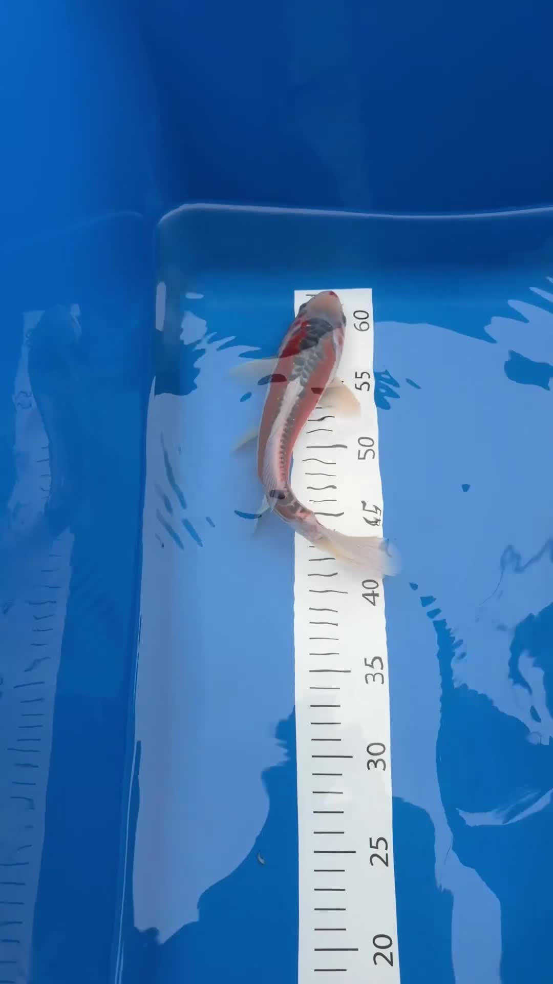 Koi Carp fish for sale: Koi carp in Middlesbrough - Video 1
