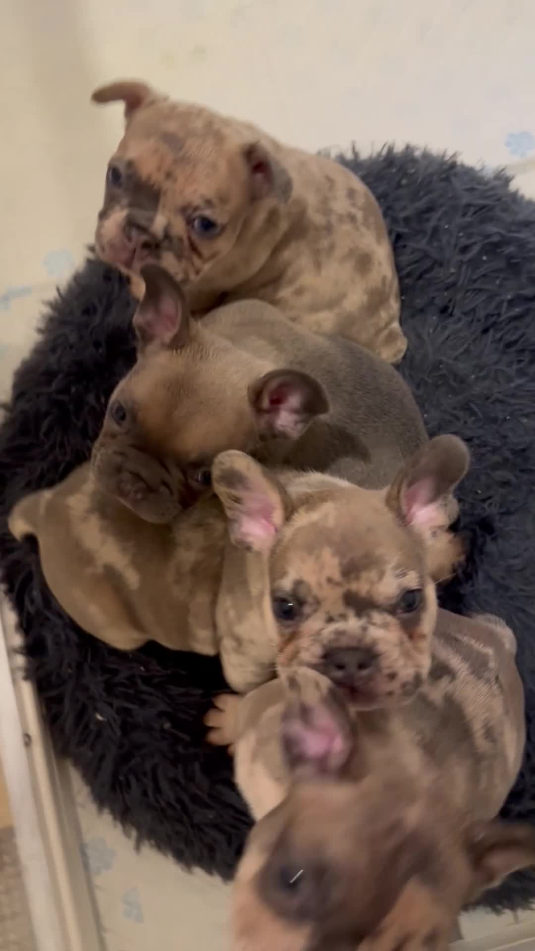 French Bulldog dogs for sale: Beautiful Merle Coloured Litter  in Downham Market - Video 1