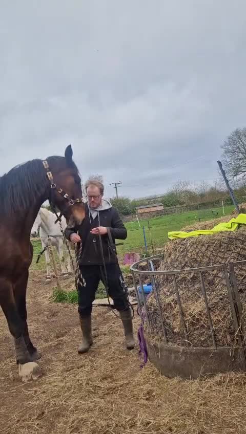 Shire horses for sale: 18.2hh 16yr old TB X Shire gelding - Video 1
