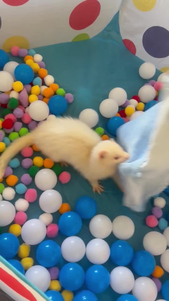 Ferret rodents for sale: Ferret - Video 1