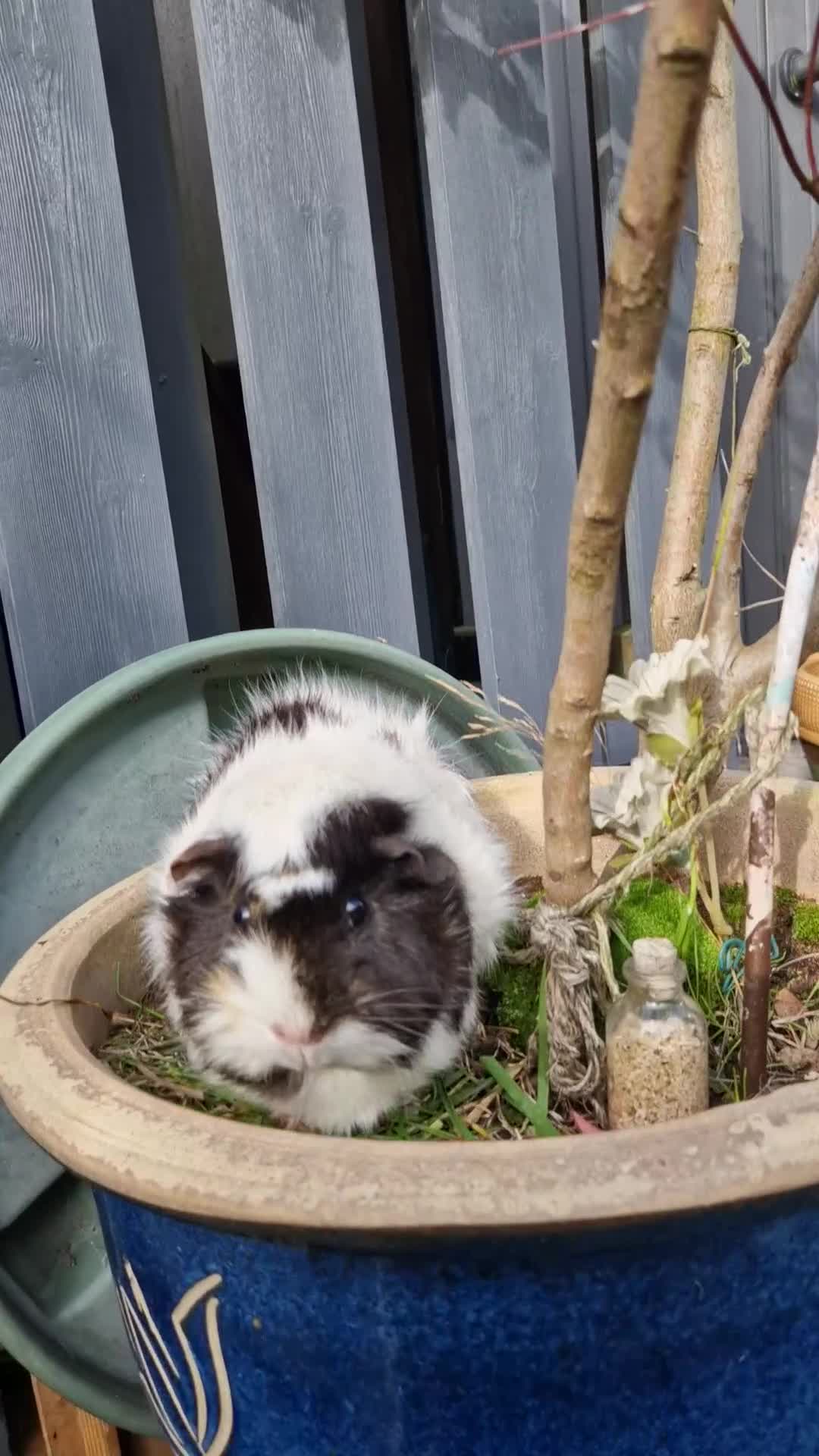 Guinea Pig rodents for sale: Beautiful abyssinian breed  - Video 3