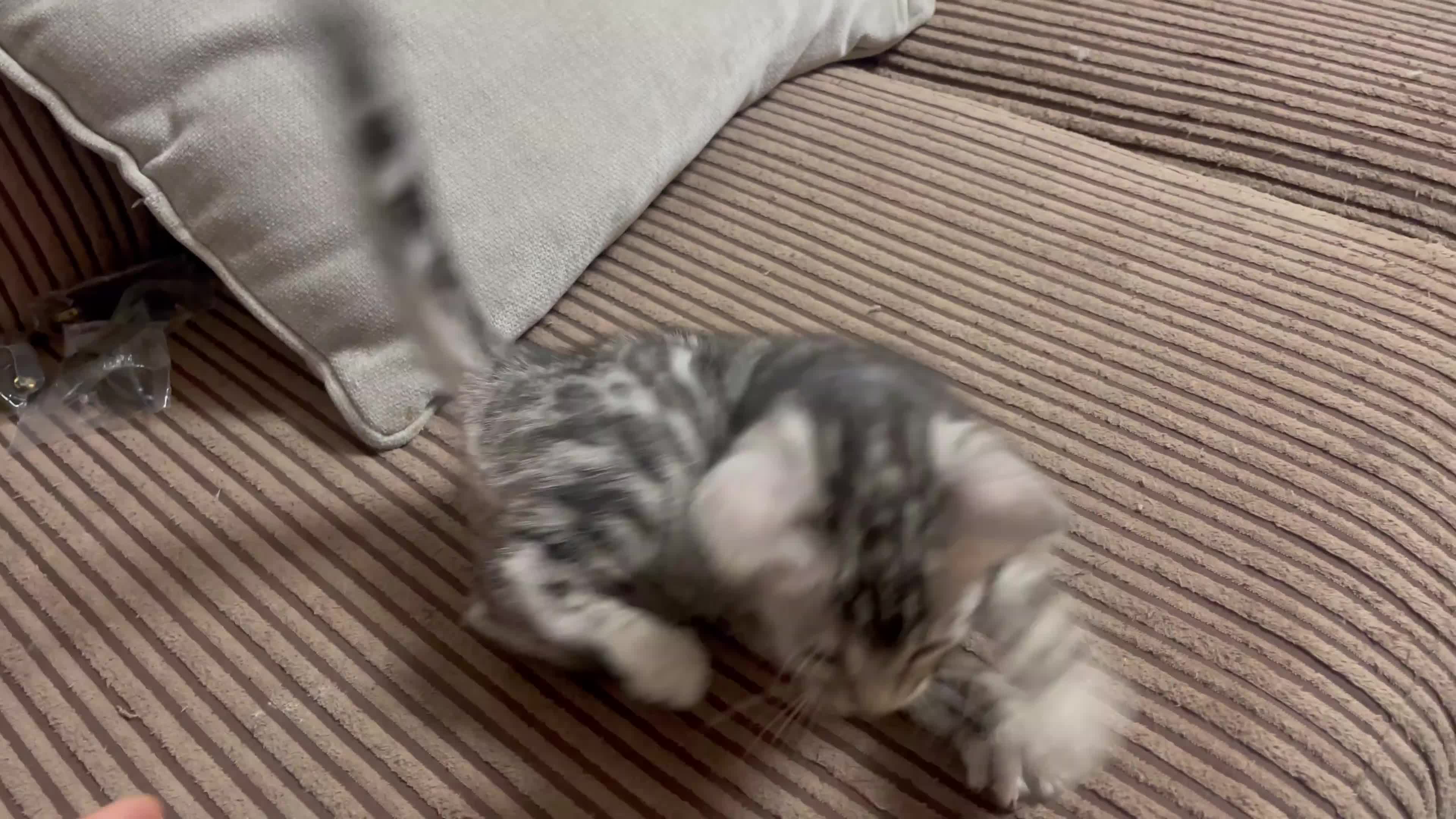 Bengal cats for sale: 🏡Stunning Tica registered Bengal Kittens  🐾 - Video 1