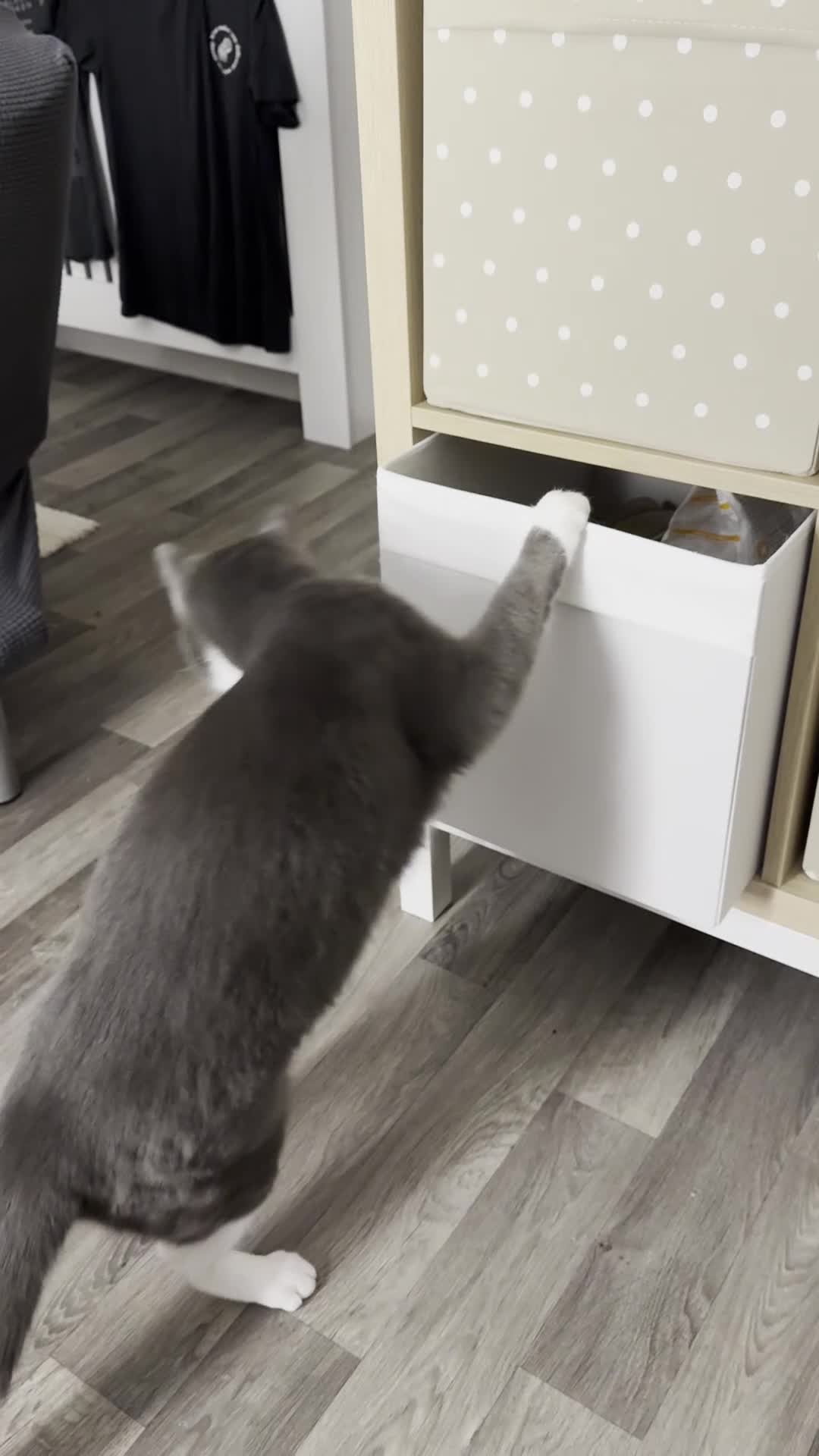 Domestic Shorthair cats for sale: Looking for a forever home for Mico🤍 - Video 2