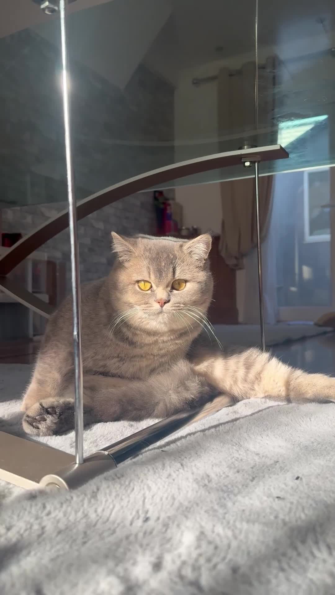 British Shorthair cats for sale: Female British Shorthair  - Video 1