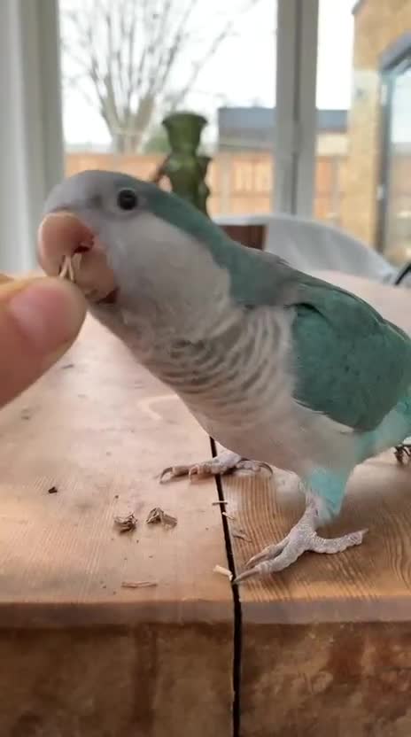 Parakeets birds for sale:  Quaker Parrot & Love Bird pair for sale cage incl - Video 1