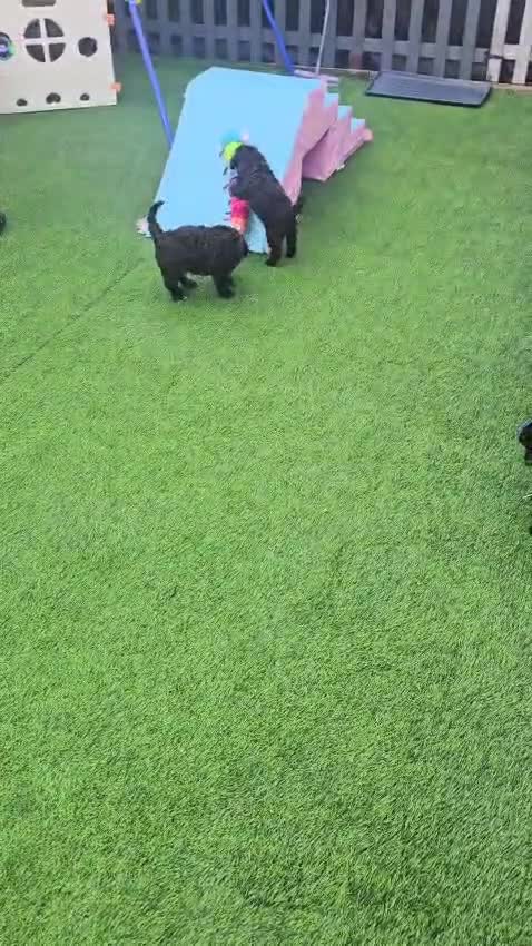 Cavapoo dogs for sale:  Rare Mini f1 chocolate cavapoo - Video 2