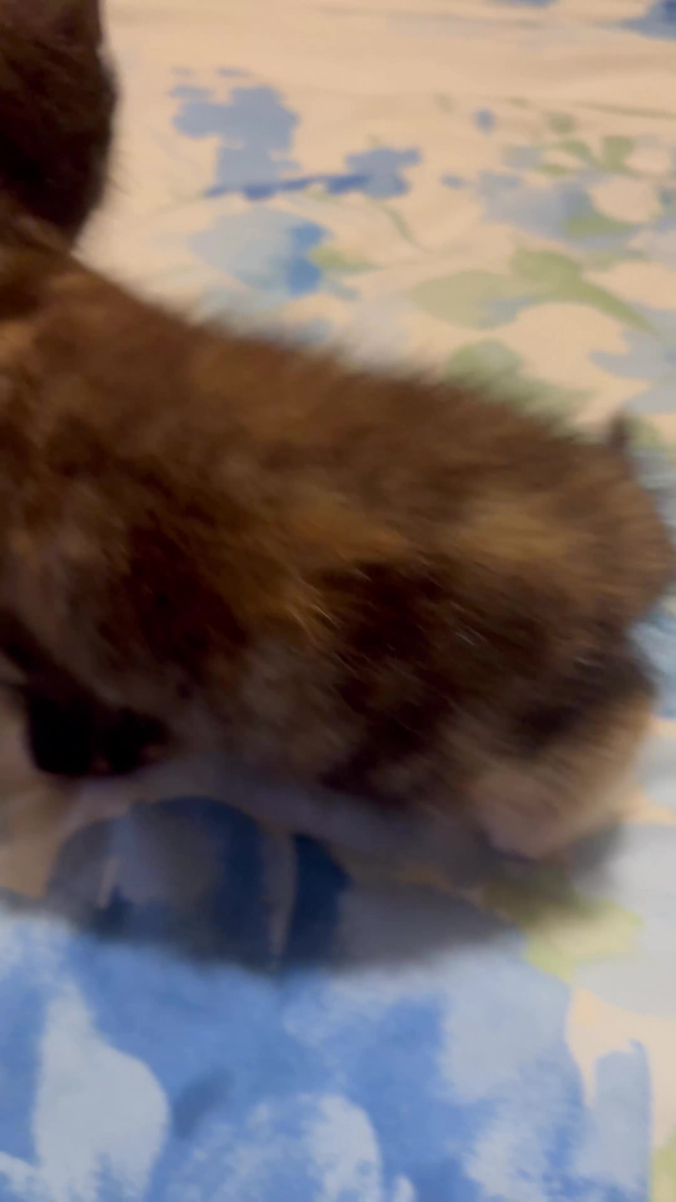Mixed Breed cats for sale: 3 Stunning Kittens Ready to Go! - Video 1