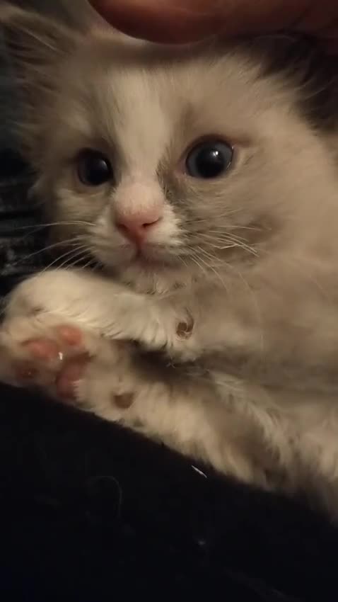 Ragdoll cats for sale: Stunning GCCF Registered Heart Melting Affection - Video 1