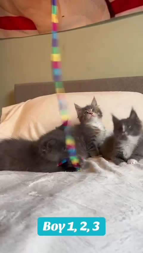 Maine Coon cats for sale: Maine Coon Kittens for Sale TICA  3 Boys & 2 Girls - Video 3