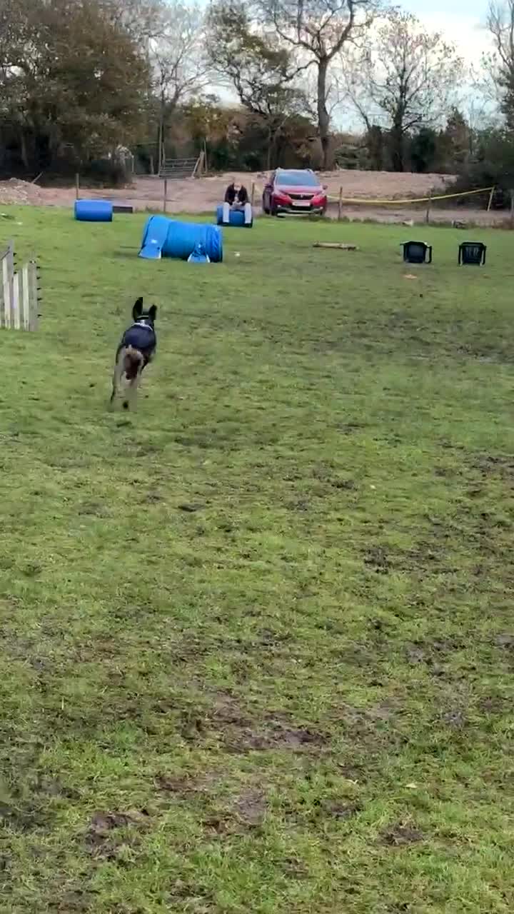 Mixed Breed dogs for sale: Millie for a loving Home  - Video 3