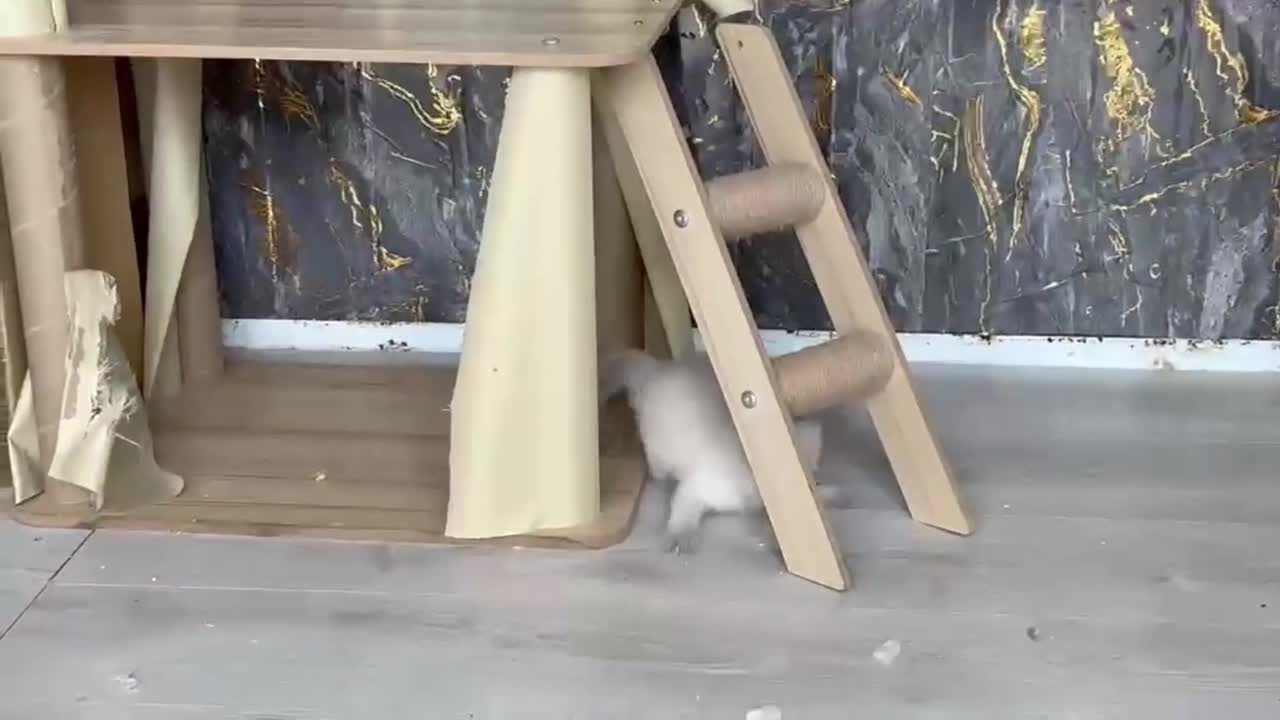 Ragdoll cats for sale: Ragdoll Blue Point  - Video 1