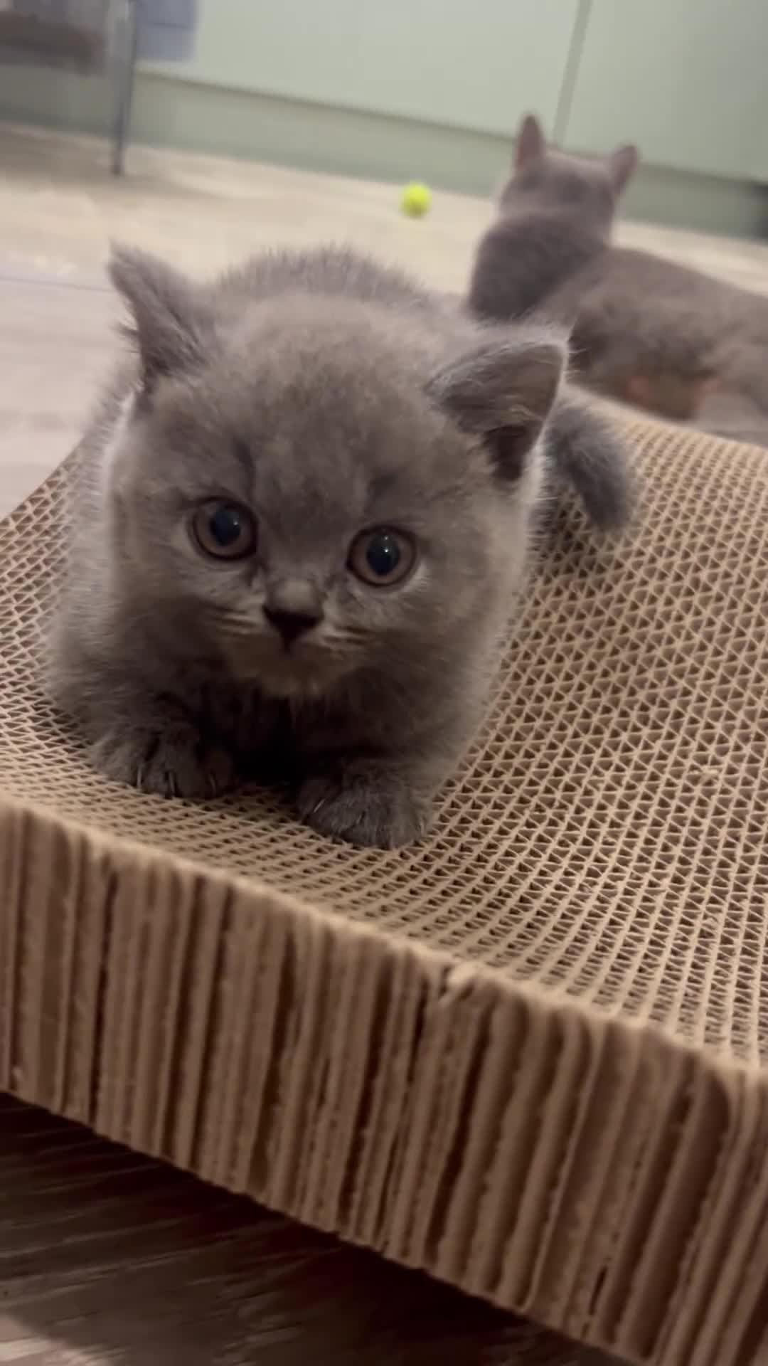 British Shorthair cats for sale: GCCF active mum and daughter blue BSH - Video 3