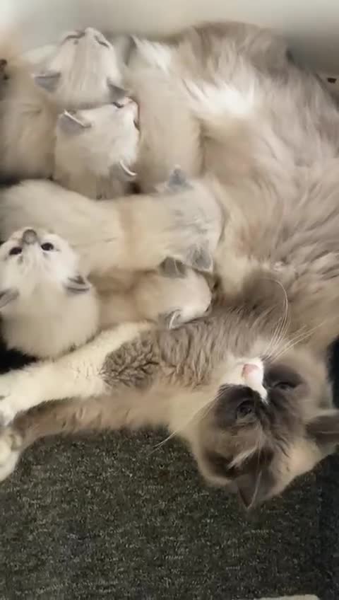 Siberian cats for sale: Registered Neva Masquerade Siberian kittens  - Video 1