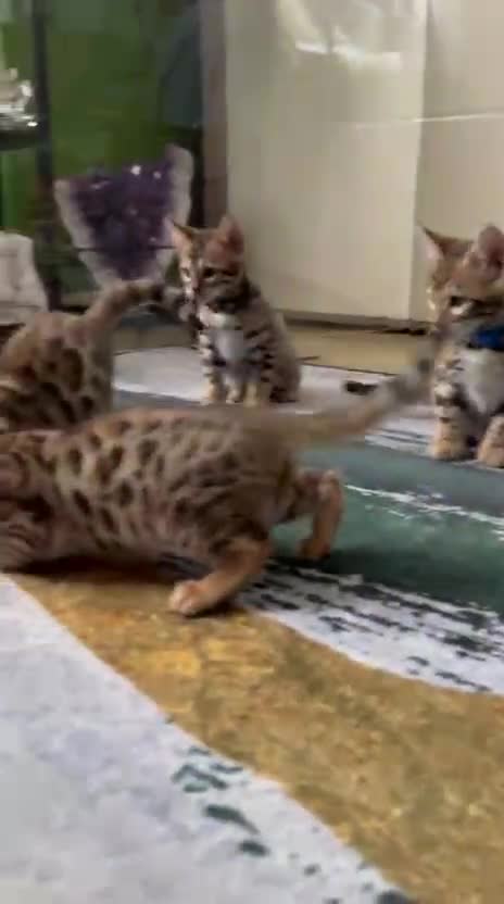 Bengal cats for sale: GORGEOUS PURE BENGAL KITTENS READY TO GO ❤️ - Video 2