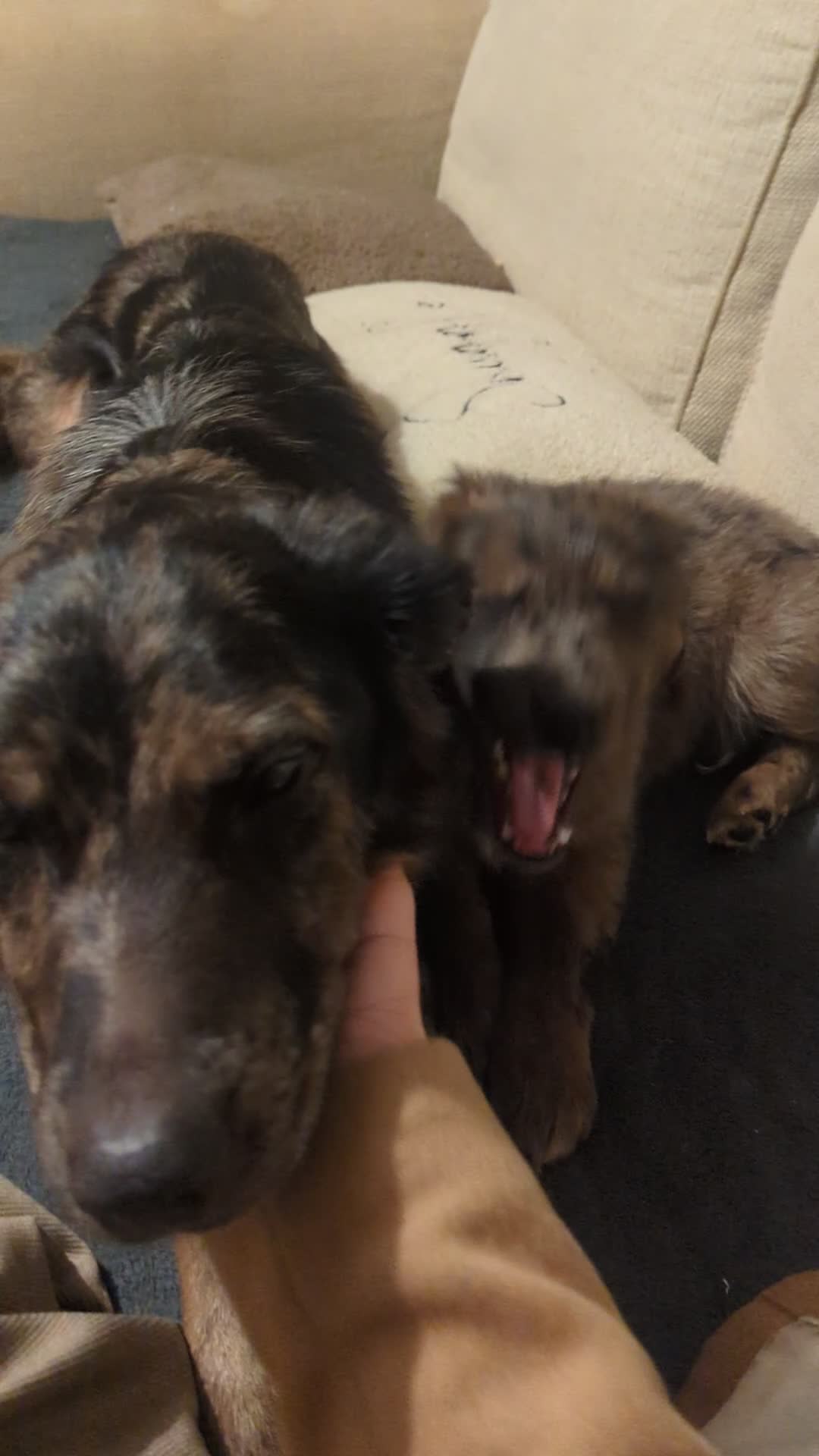 Mixed Breed dogs for sale: !!! ONE merle girl left !!! available now  - Video 2