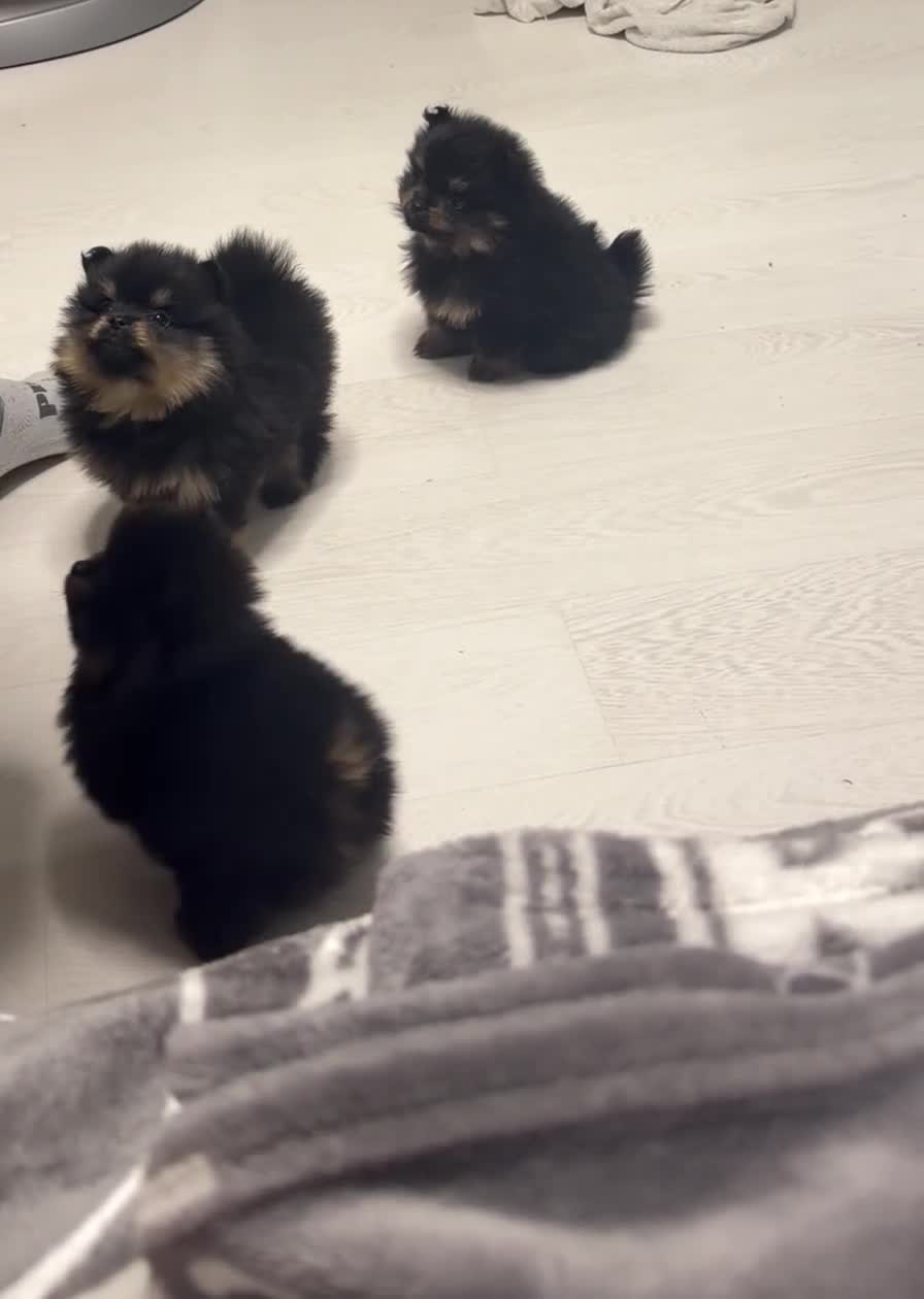 Pomeranian dogs for sale: Black + tan small Pomeranians 2boys 1 girl  in Dagenham - Video 1