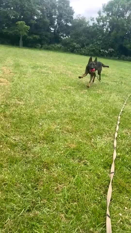 Mixed Breed dogs for sale: Dutch herder x German shepherd  - Video 1