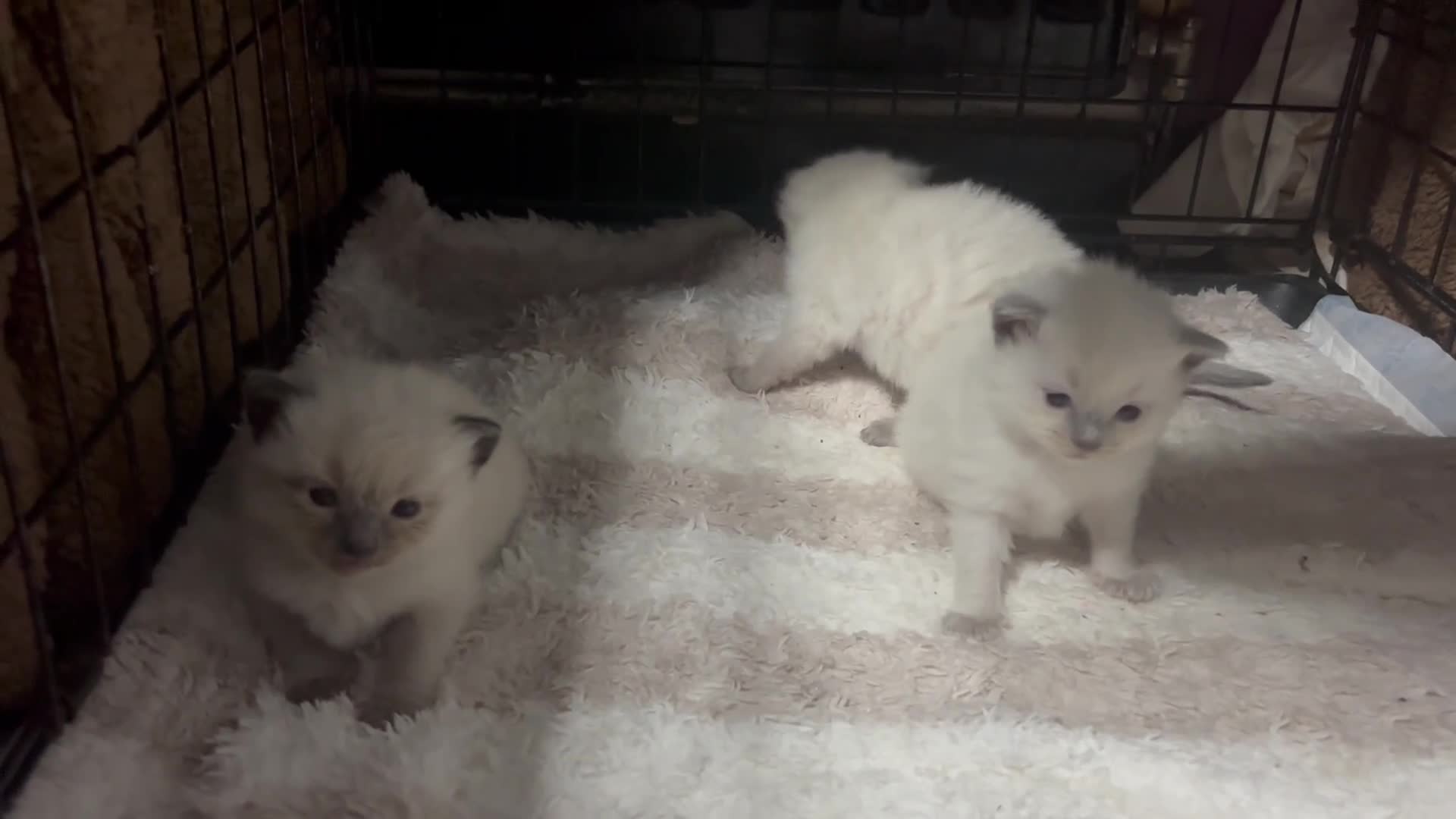 Ragdoll cats for sale: Ragdolls  - Video 1